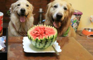 狗吃紫瓜,狗狗的紫瓜美食之旅