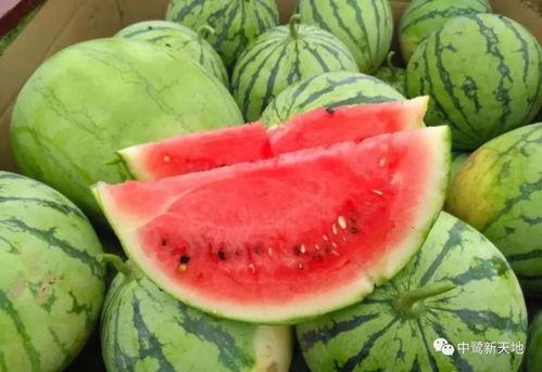 贝儿瓜怎么吃,探索美味与营养的完美融合