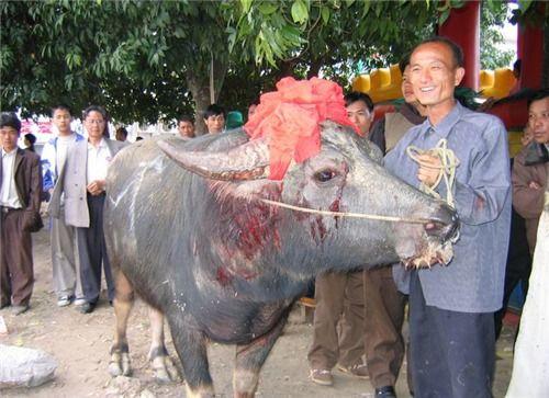 吃瓜斗牛比赛视频,一场别开生面的视觉盛宴