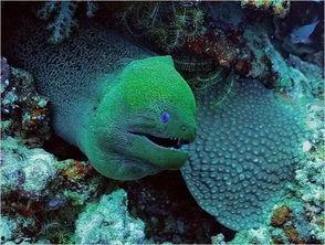 泉州海洋 吃瓜事件,一场网络热议背后的真相揭秘