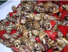 泉州海洋 吃瓜事件,一场网络热议背后的真相揭秘