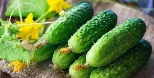 吃小凤瓜想吐,却引发食客呕吐之谜