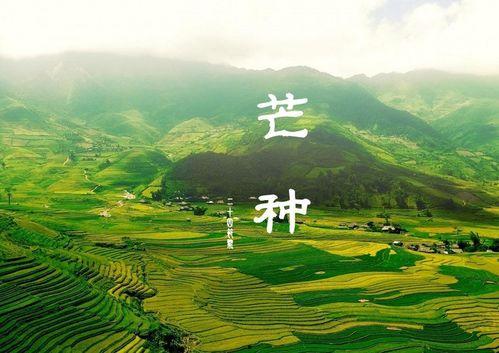 芒种吃瓜的寓意,探寻芒种吃瓜的吉祥寓意