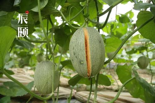 密瓜如何吃,探索密瓜的多重美味吃法