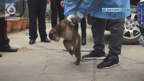 关狗笼吃瓜,揭秘宠物生活趣事