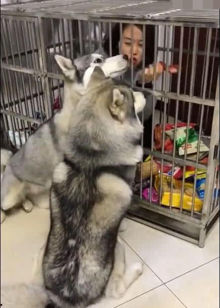 关狗笼吃瓜,揭秘宠物生活趣事