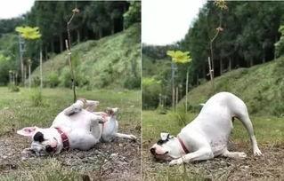 关狗笼吃瓜,揭秘宠物生活趣事