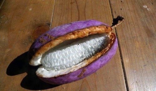 带你吃瓜奇葩茄子,带你探索茄子界的“吃瓜”奇观