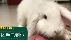 吃瓜的兔子11183,趣味横生的网络现象