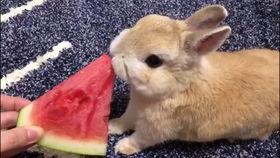 吃瓜的兔子11183,趣味横生的网络现象