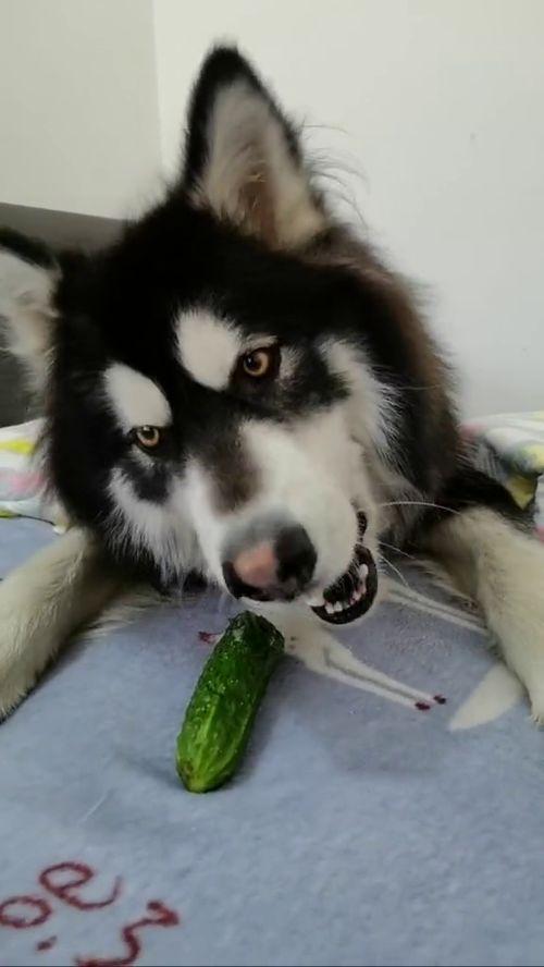 吃瓜吃狗粮寓意,品味生活的酸甜苦辣