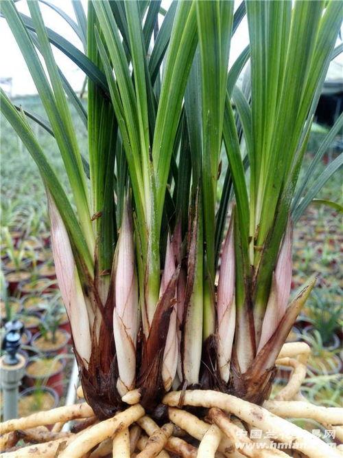 雪兰吃瓜,揭秘娱乐圈背后的那些事儿