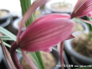 雪兰吃瓜,揭秘娱乐圈背后的那些事儿