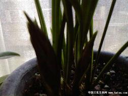 雪兰吃瓜,揭秘娱乐圈背后的那些事儿