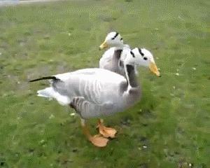 吃瓜幸运鸭,揭秘网络红人的爆红之路