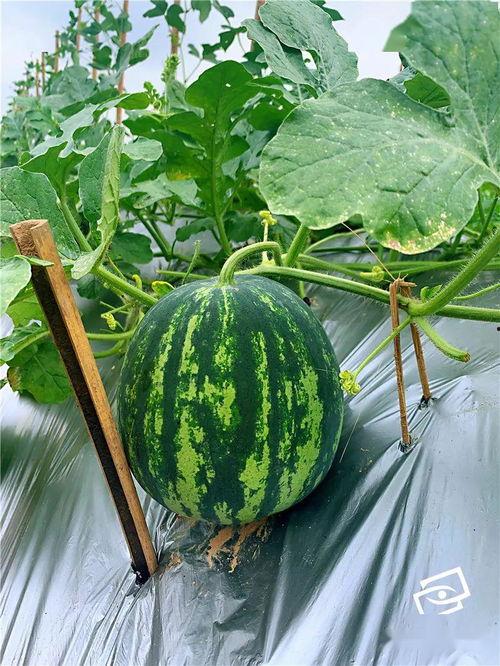 村里的吃瓜,揭秘村里吃瓜背后的故事