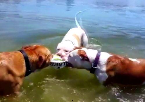 三狗吃瓜,揭秘娱乐圈的幕后故事