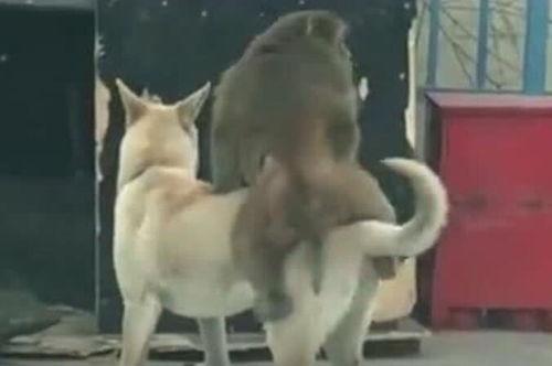 三狗吃瓜,揭秘娱乐圈的幕后故事