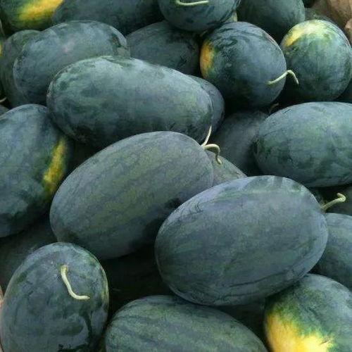 河南胖子吃地雷瓜,勇闯美食极限