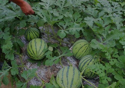 河南胖子吃地雷瓜,勇闯美食极限
