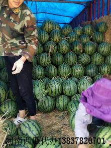 河南胖子吃地雷瓜,勇闯美食极限