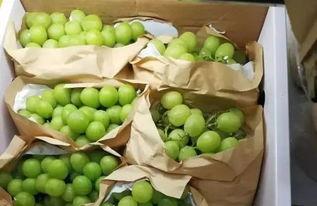 柳州九中吃瓜,揭秘校园里的“瓜田”趣事