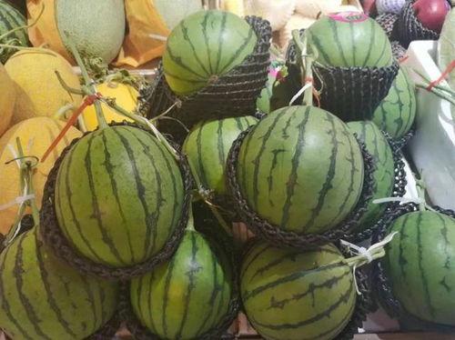 柳州九中吃瓜,揭秘校园里的“瓜田”趣事