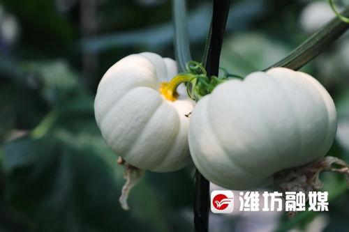 吃瓜潍坊科技,揭秘科技圈的那些新鲜事儿