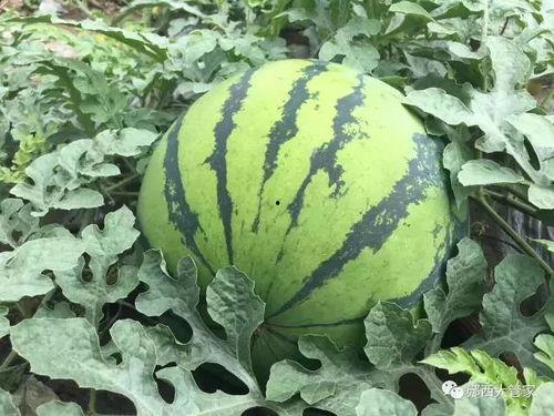 台儿庄二中吃瓜,揭秘校园里的“瓜田”风云