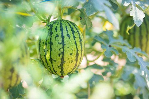 台儿庄二中吃瓜,揭秘校园里的“瓜田”风云