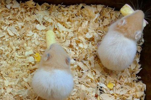 仓鼠吃喜子瓜吗,仓鼠的美食新宠？