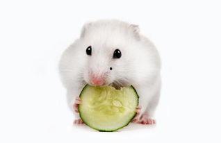 仓鼠吃喜子瓜吗,仓鼠的美食新宠？