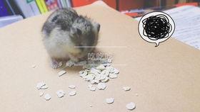 仓鼠吃喜子瓜吗,仓鼠的美食新宠？