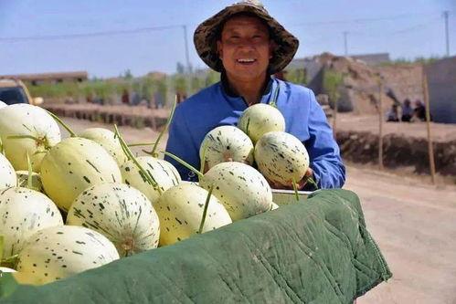 瓜州明吃,探寻丝绸之路上的美食传奇